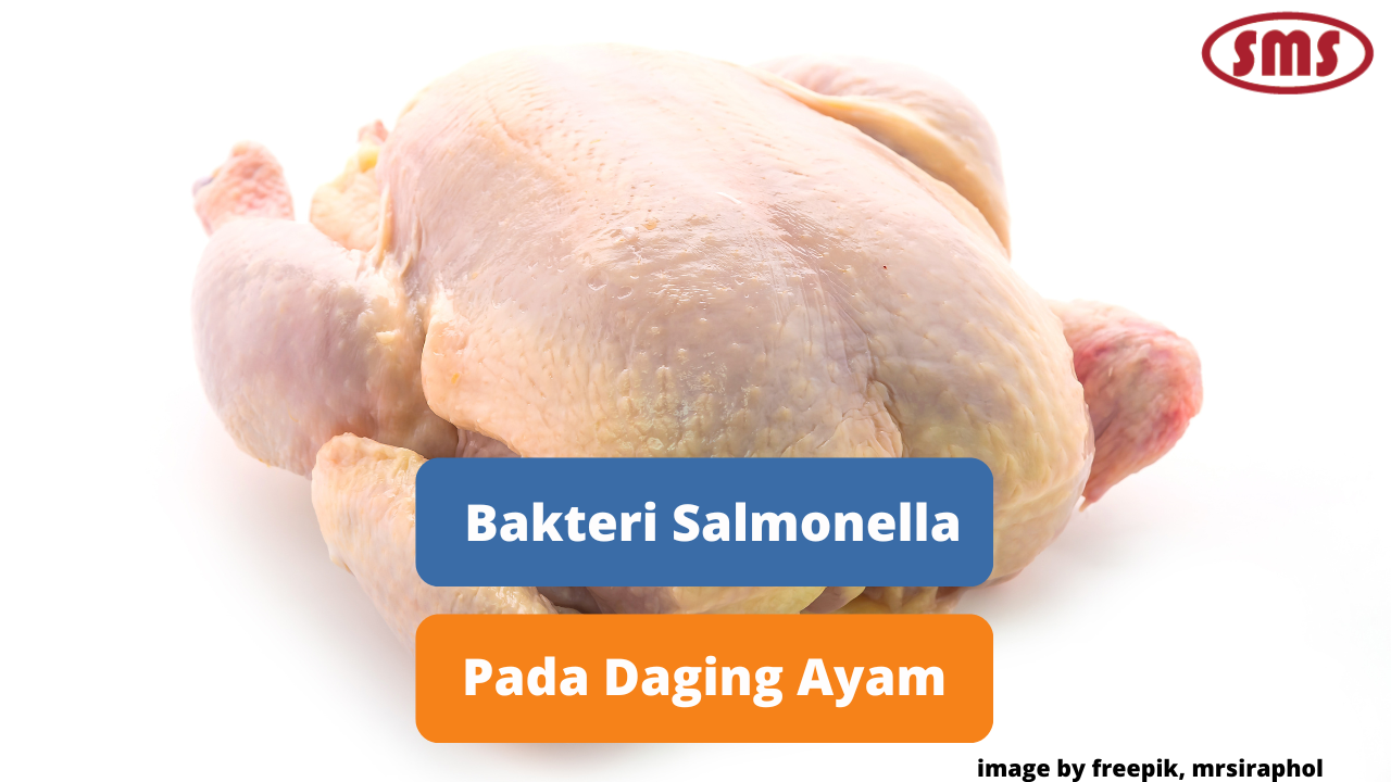 Berikut Ini Ulasan Tentang Kontaminasi Salmonella Pada Daging Ayam
